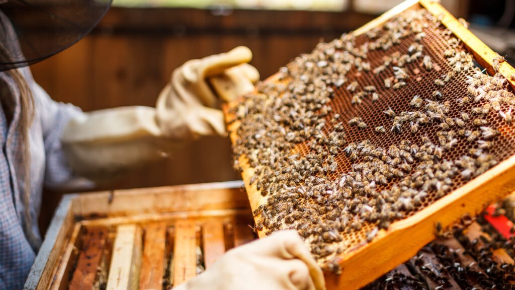 mierea de albine din stup in camara