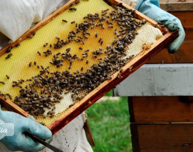 Mierea de albine din zona Moldovei